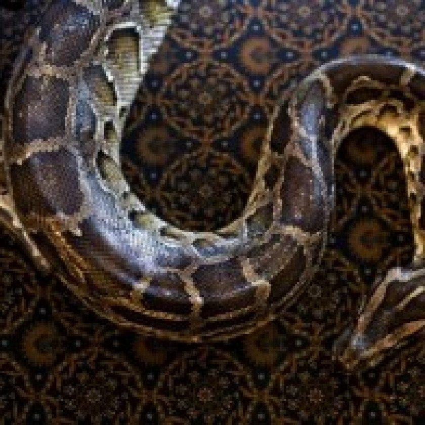 Phát hiện rắn nằm trong lò nướng