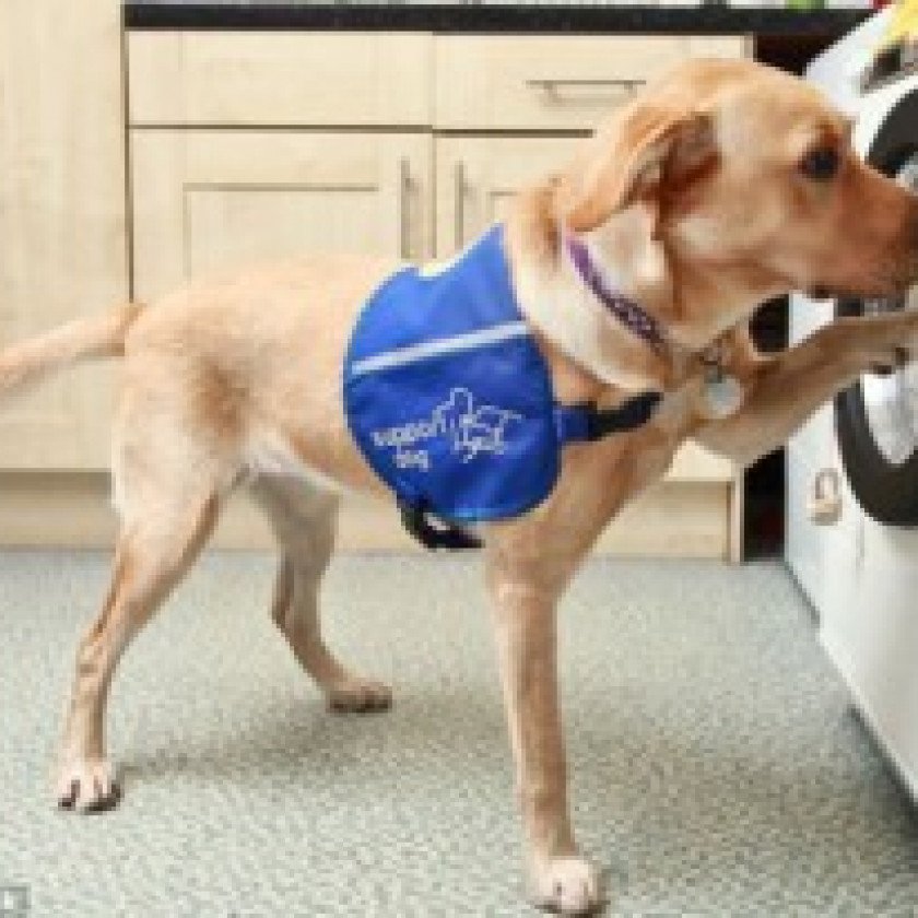 Khởi động máy giặt bằng tiếng chó sủa