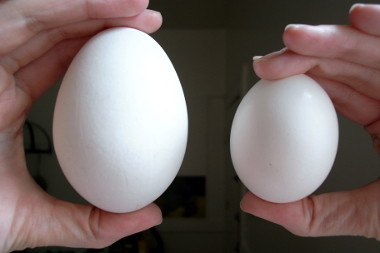 Mẹo chọn mua trứng để bảo quản trứng trong tủ lạnh lâu ngày 3