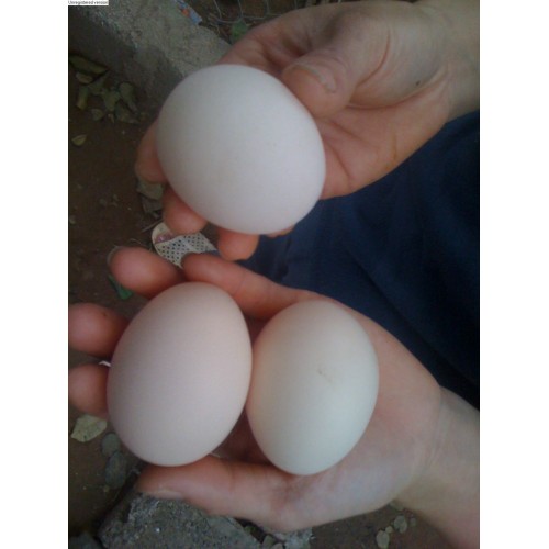 Mẹo chọn mua trứng để bảo quản trứng trong tủ lạnh lâu ngày 1